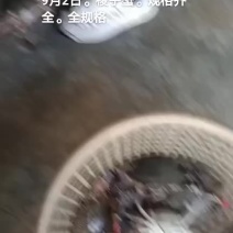 梭子蟹