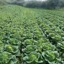 精品大白菜，质量保证，诚信交易，全国发货