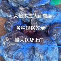 大闸蟹大量上市