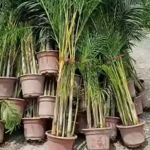 散尾葵福建龙岩种植批发基地欢迎新老客户来实地考察