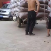 专业代收黄粉虫