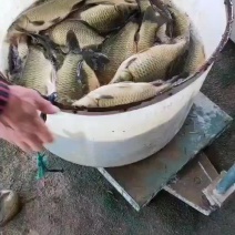 黄金鲫鱼