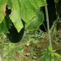 黑皮冬瓜吊冬瓜优质冬瓜长条短条中长条农户直销一手货