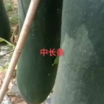 黑皮冬瓜吊冬瓜优质冬瓜各种规格