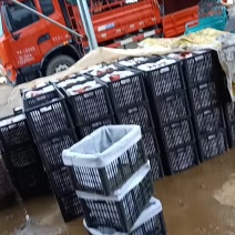 今天下雨，黄金梨继续热卖中，最新价格，上车价一块六