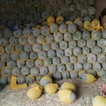 西周蜜