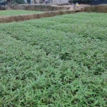 无纺布杯楠竹苗大量上市