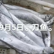 刀鱼
