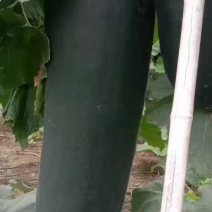 瓜类优质黑皮冬瓜吊冬瓜各种规格高中低品质