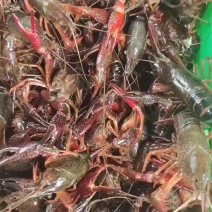 热卖小马哥精品虾！产地直供一年四季有货