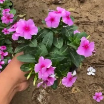 木本天天开基地直销，大量现货，欢迎选购。