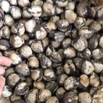 当朝毛含，自家小船上货