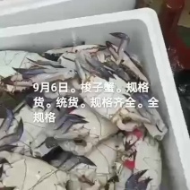 梭子蟹