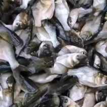 缩骨大头苗，缩骨花鲢苗，广东苗场直销，，