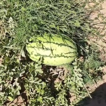 金城5号西瓜出售