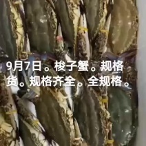 梭子蟹