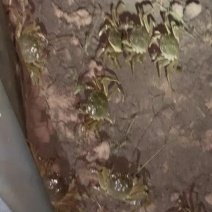 盘锦正宗稻田蟹产地直销，自个家稻田地。量大优先