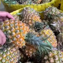 【**促销】金钻凤梨手撕凤梨非菠萝新鲜应季水果