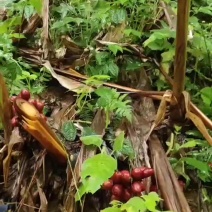 草果