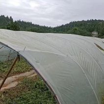 大鹏西瓜地出租