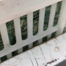 黄鳝，牛蛙