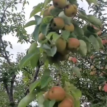 辽宁铁岭梨南果梨一手货源产地直发大量供应价格优慧