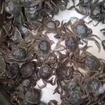 河蟹