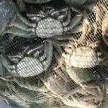 河蟹