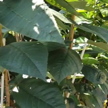 大樱桃苗