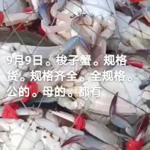 梭子蟹