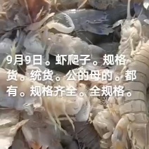 虾爬子