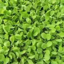 白菜苗，品种有夏冠，产量高，苗子三叶一心