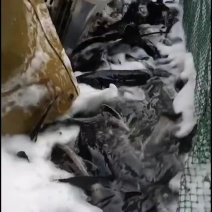 各种规格鲟鱼齐全，质量优，价格低，渔场一手货源，全国发货