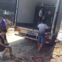 黄金梨热卖中