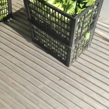精品唐菜