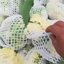 蔬菜