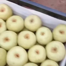 酥梨原产地酥梨常年供货保质保量大量供货，