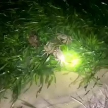 阳澄湖大闸蟹