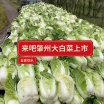 白菜