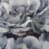 紫甘蓝