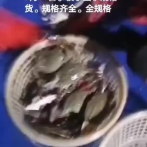 梭子蟹