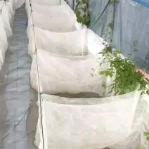 牛蛙苗