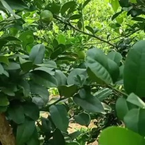大量现货供应广东香水柠檬做我客户二个字不断货