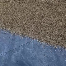 自产自销五常稻花香稻谷，现加工大米