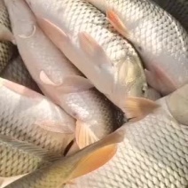 黑坑鲤鱼