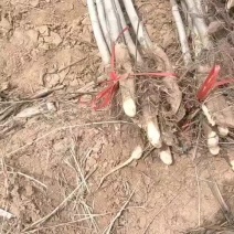 山西运城核桃树苗圃直供欢迎采购