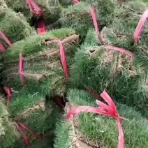 台湾青草皮