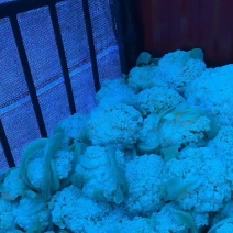 松花，散花