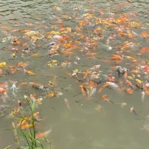 红白锦鲤、三色锦鲤、火鲤、金松叶，公园观赏