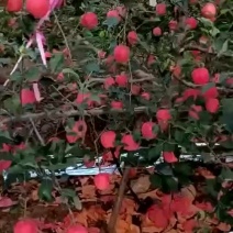 月阳红苹果，七千斤便宜了
